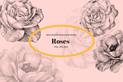 Hand Sketched Roses, an Object Graphic by VictoriaKStudio (Thumbnail 1 of 4)