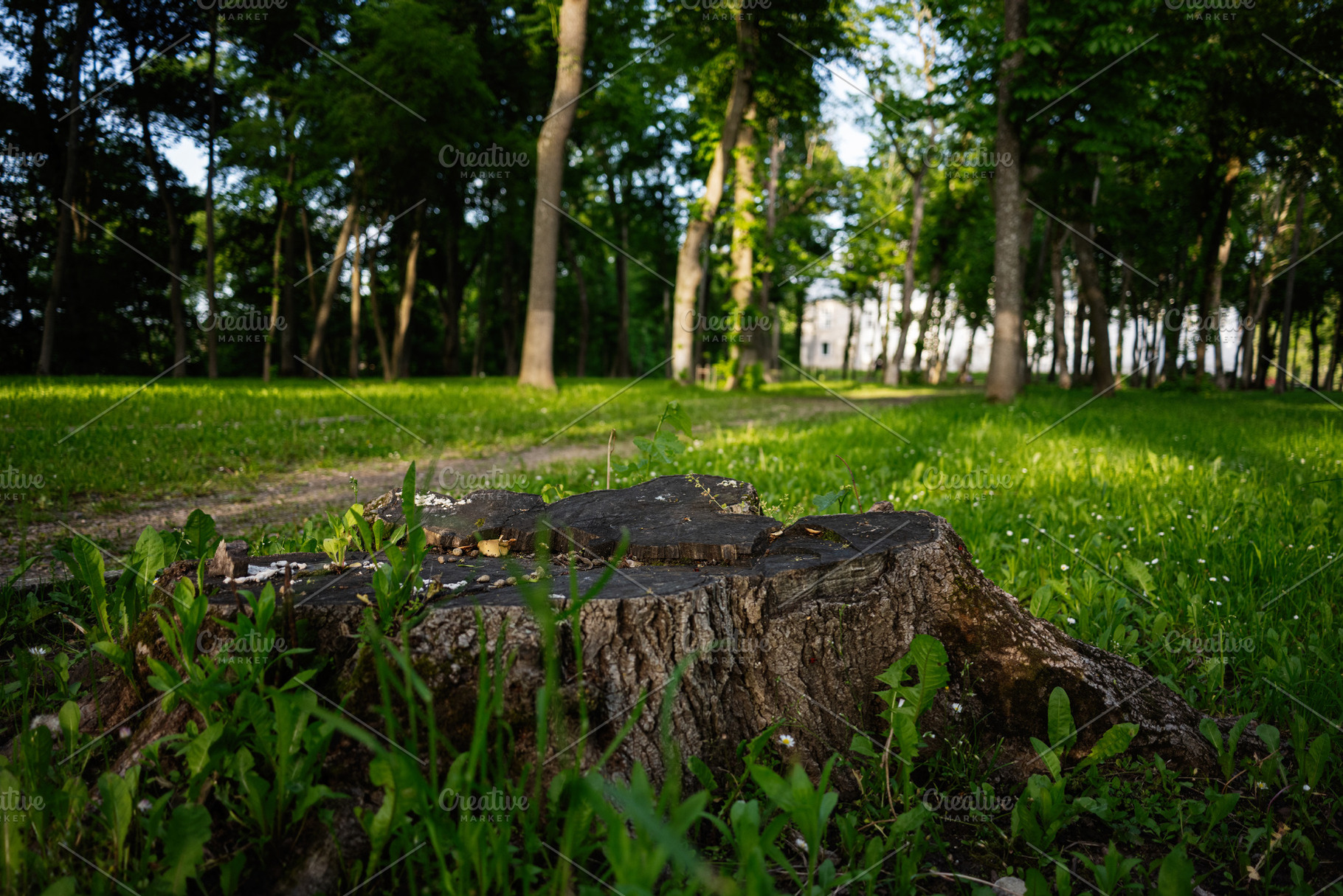 Tree stump in green park surrounded by lush plants and peaceful nature, a Person Photo by AS photostudio