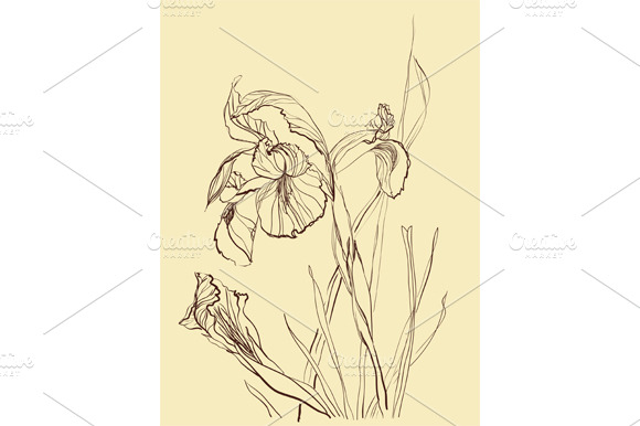 Iris Flower Drawing