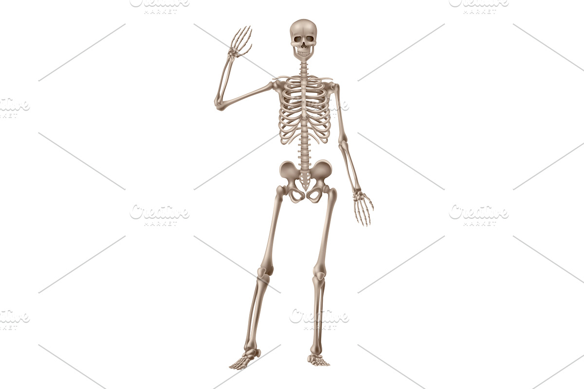 Human skeleton front view, an Object Illustration by Things for designers