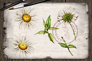 Daisy Watercolor Illustration, a Decorative Illustration by DioFlow (Thumbnail 2 of 5)