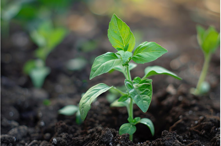 Young basil plant growing in black, a Nature Photo by Ylivdesign