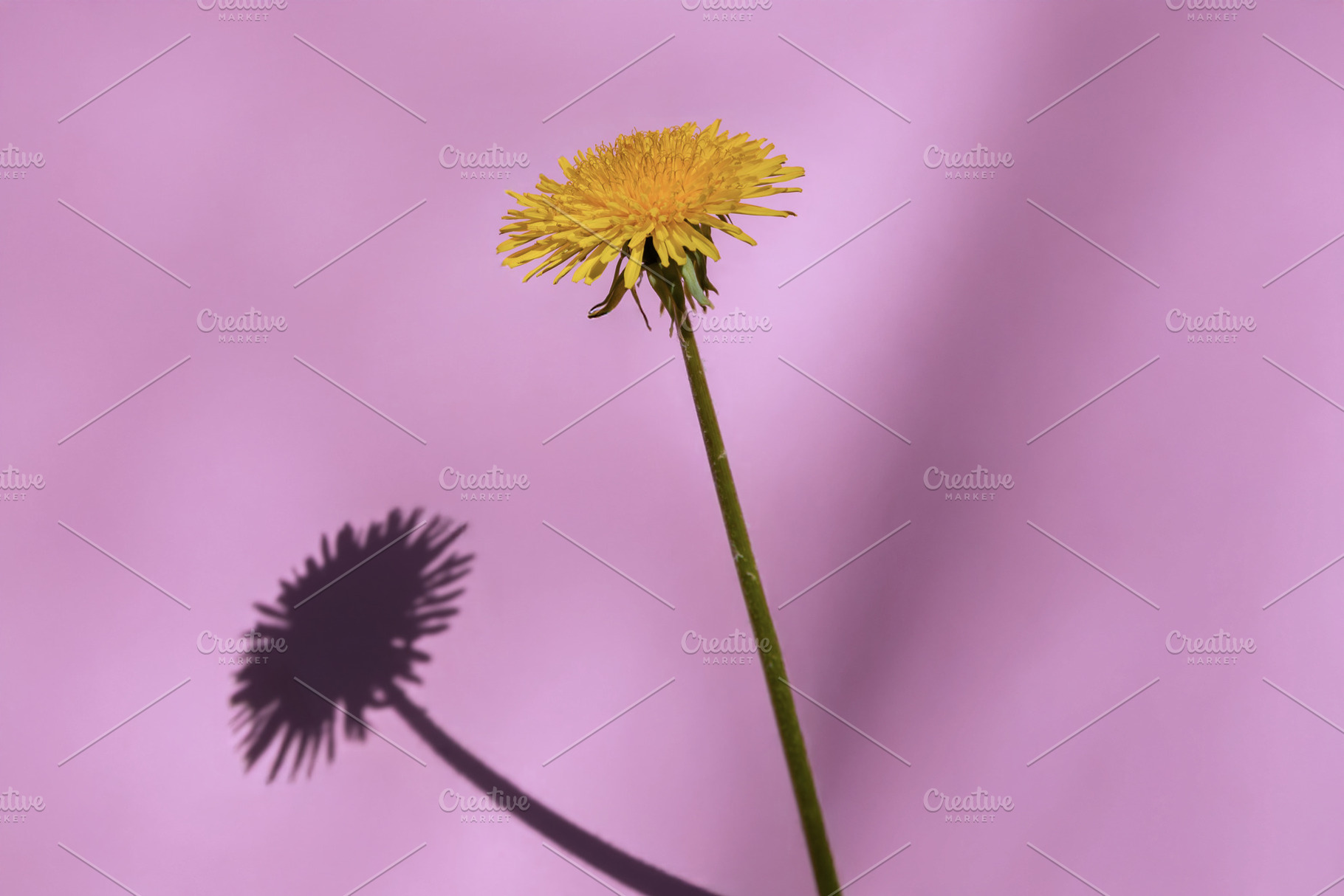 Minimalist close-up of a yellow dandelion casting a sharp shadow, a Nature Photo by Ales Munt
