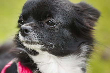 Funny little chihuahua dog plays on, an Animal Photo by AlexBush