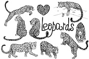 Leopards 3, an Animal Illustration by Ecaterina Sciuchina (Thumbnail 1 of 6)
