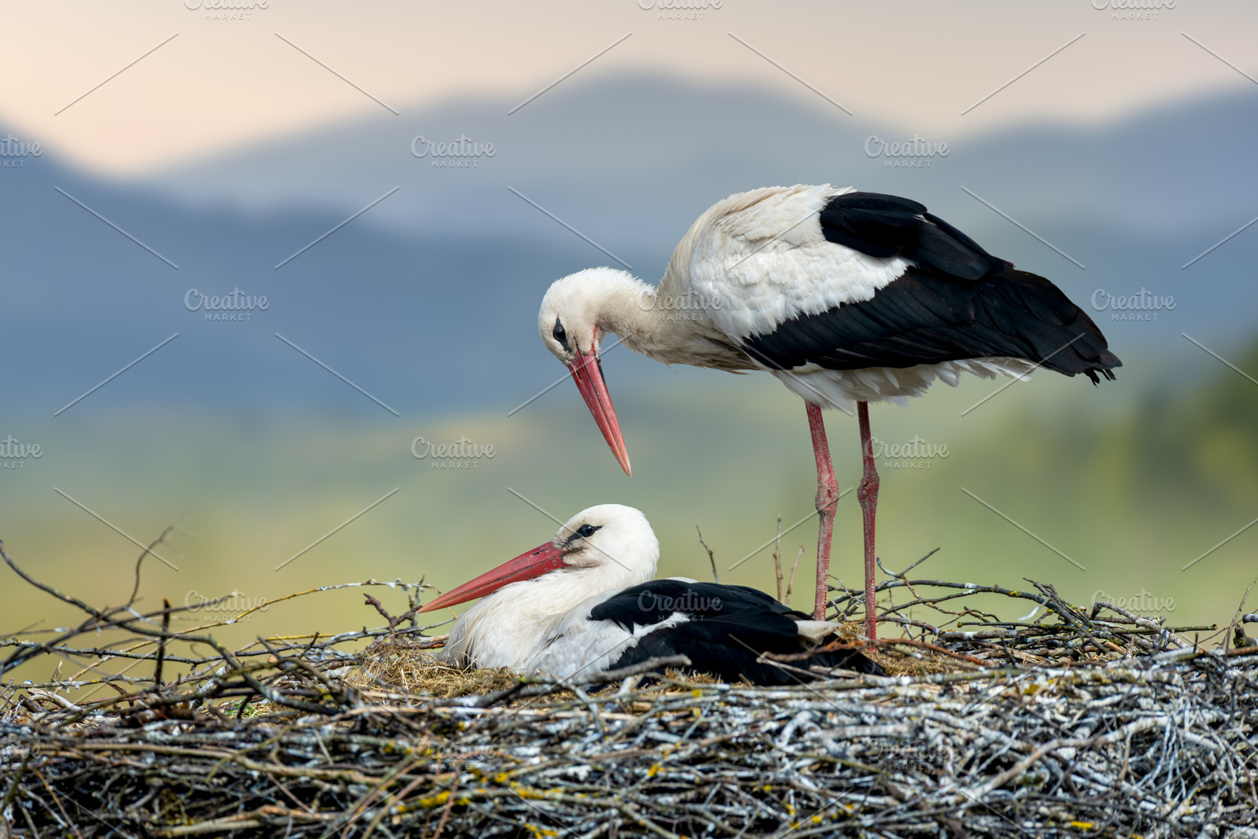 White storks couple nesting, breeding new life, an Animal Photo by Byrdyak