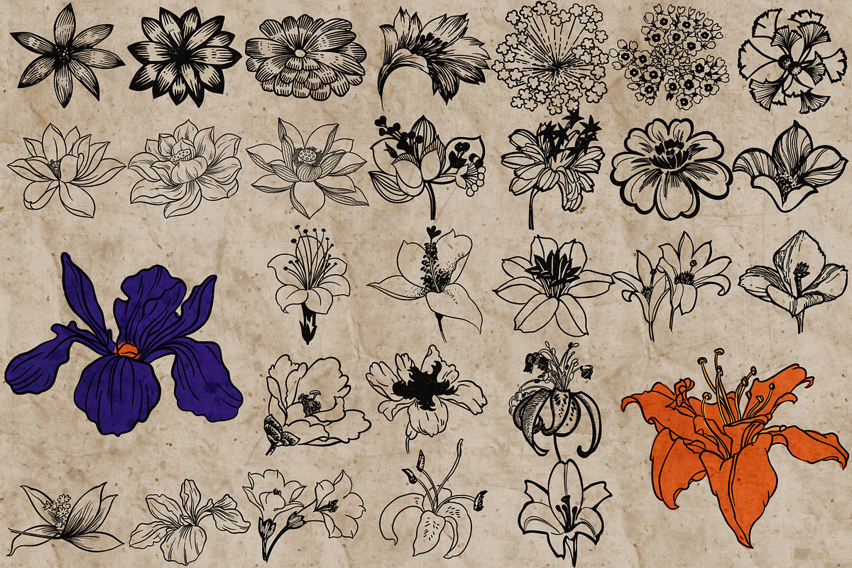 Flower heads stamps for Procreate, a Brush Add-On by TheWhiteCatLab (Photo 2 of 7)