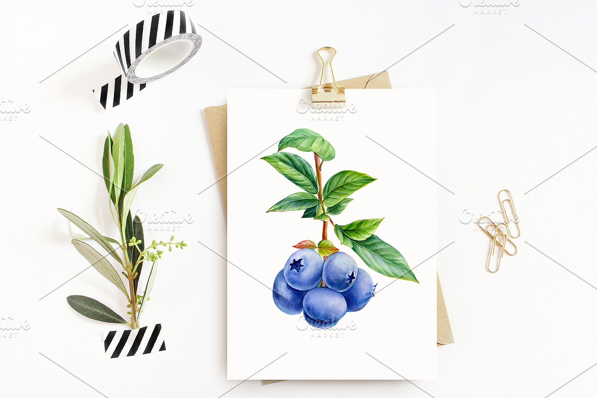 Blueberry, botanical illustration, a Food Illustration by Hanna Hryharenka (Photo 2 of 9)