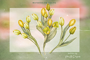 Spring Whispers - Watercolor Tulips, an Object Graphic by NatalieArtsDenysenko (Thumbnail 4 of 7)