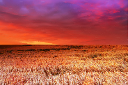 Harvest, a Photo by Peopleimages.com