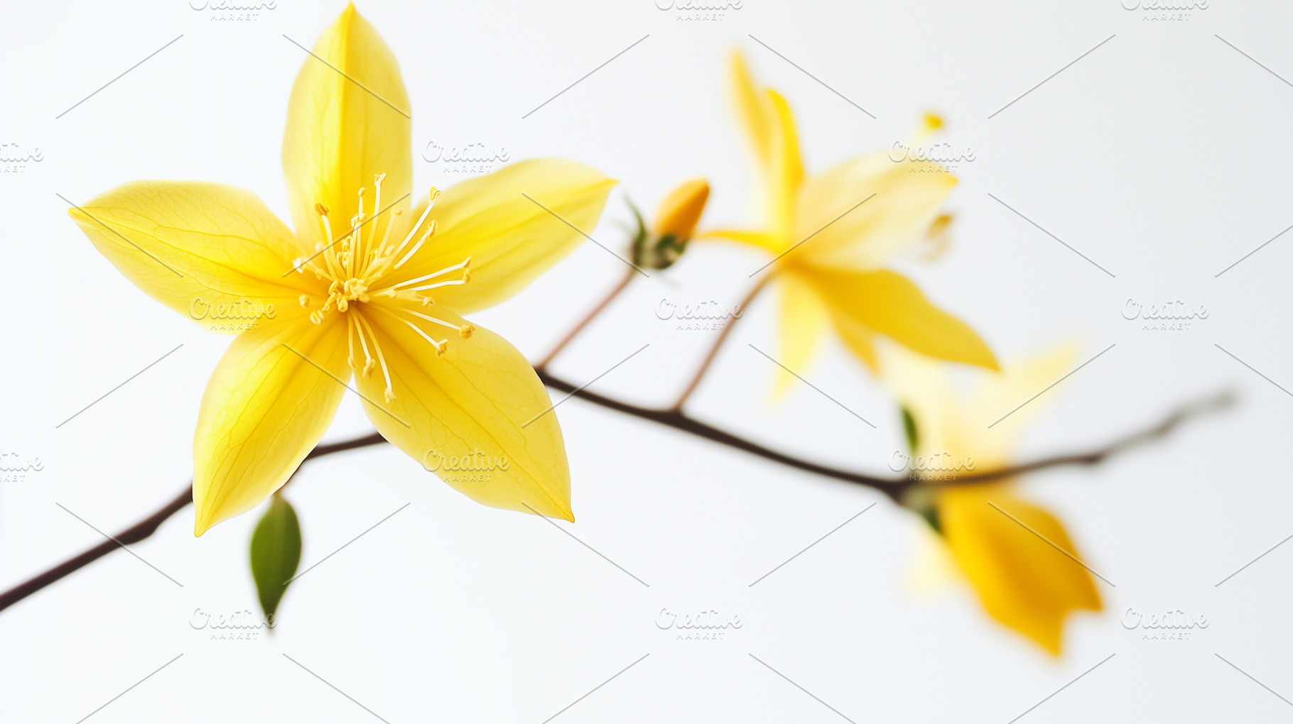 Delicate yellow flower blooms, a Nature Photo by MistyDay