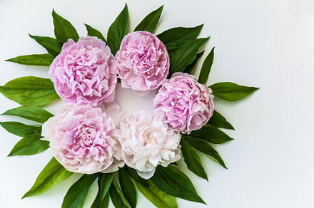 Pink peonies flowers with green leaves, a Background Photo by Photostock