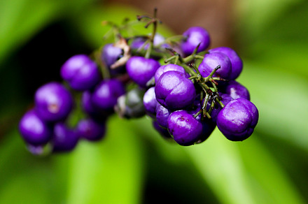 Purple Berries
