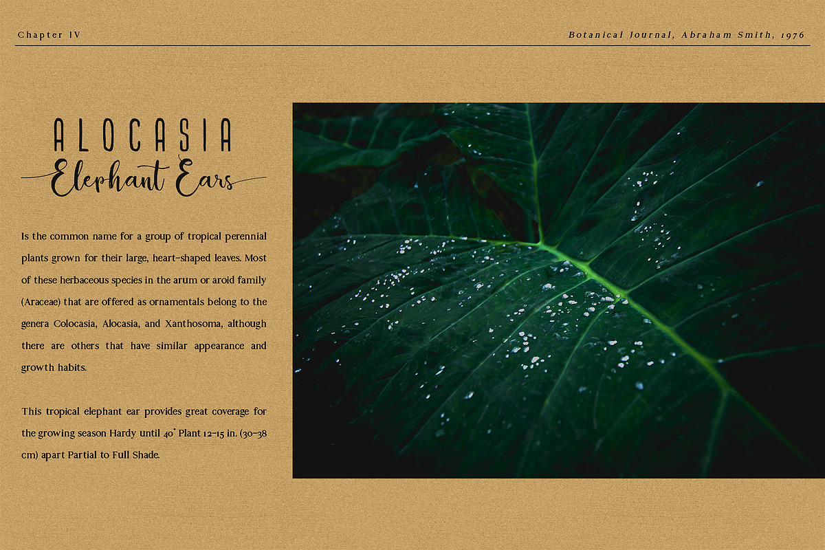 Alocasia-Trio Font Combination preview 8
