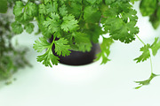 Fresh Herbs Photo Pack, a Templates & Theme by c l a r a X Y (Thumbnail 3 of 5)