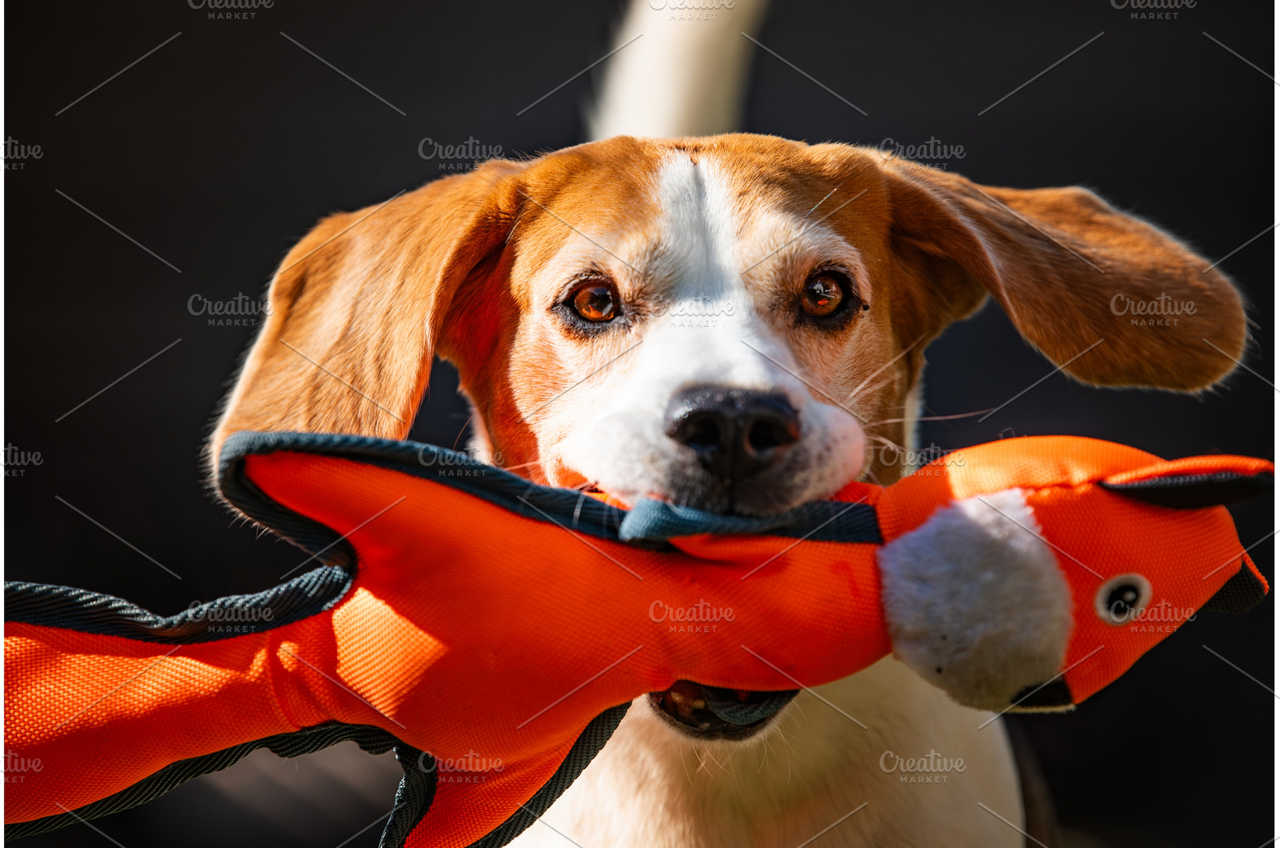 Funny Beagle dog playing with toy on, an Animal Photo by MadPhotos