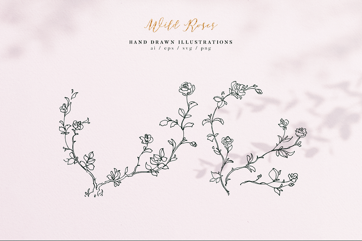 Wild Roses - Hand drawn Line Art, a Decorative Illustration by Aquarellina