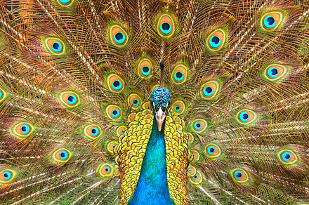 Peacock showing its feathers