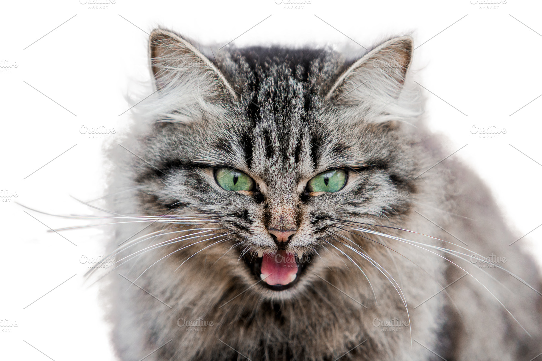 Gray cat on white background isolate, an Animal Photo by oleghz