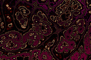 20 burgundy marble textures 64 mp, a Texture Graphic by tkdesign (Thumbnail 3 of 21)