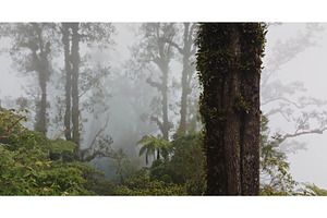 Misty tropical jungle in Abang, Bali, a Nature Photo by Goinyk