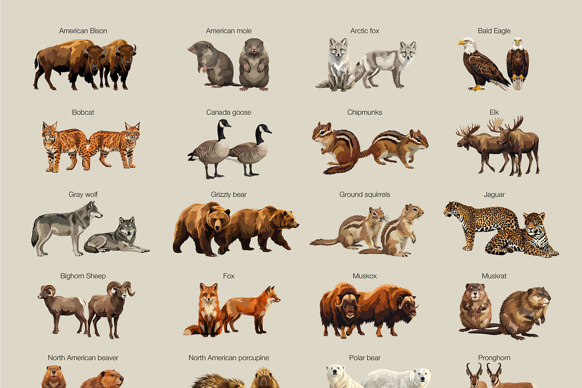 Animals of North America Vector Set, an Animal Illustration by Katerina Peres (Photo 5 of 8)