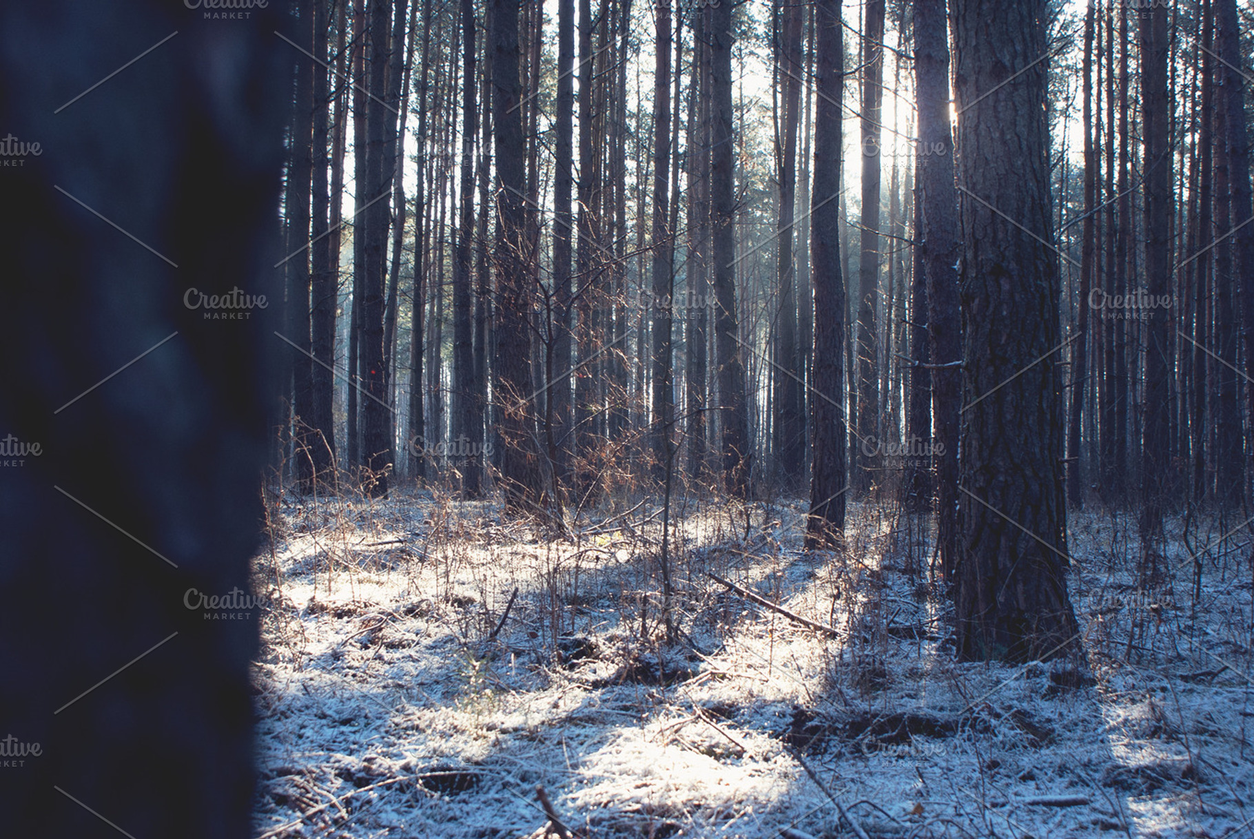 Winter forest stock photo containing sunlight and sun, a Nature Photo by Phots.
