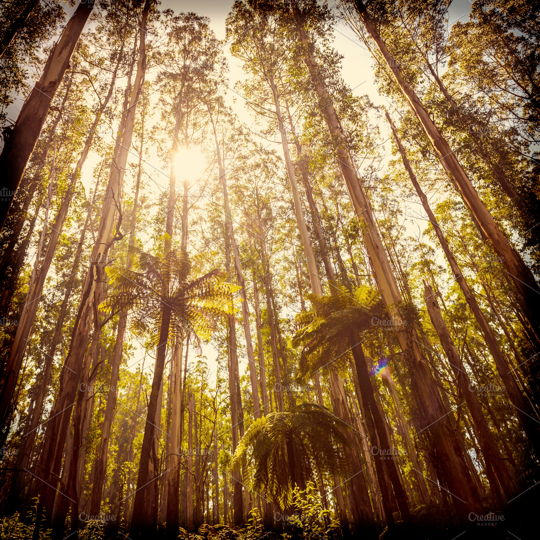 Fern Forest Filtered, a Nature Photo by THP Creative