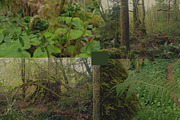 20 Pacific Northwest Forest Images, a Templates & Theme by Creatively Happy Studio (Thumbnail 3 of 4)