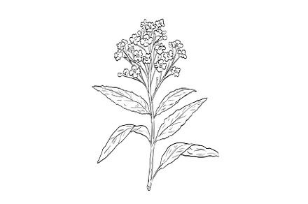 Horseradish or Armoracia Rusticana