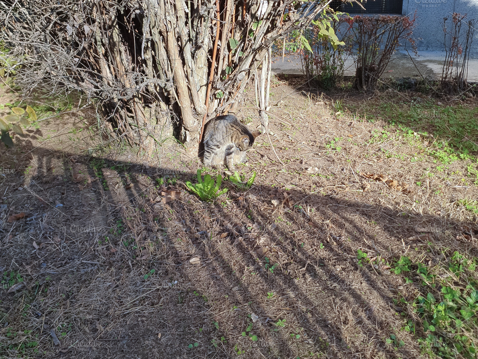 grey tabby cat, a Photo by WorldPhotos