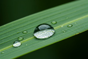 Close-up of water droplets resting o, a Nature Photo by professorinc