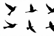 Flying Bird Silhouette Bundle, an Illustration by Designs_River (Thumbnail 3 of 10)