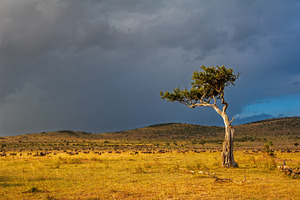 Sunset over African savanna with lone acacia tree, a Nature Photo by Byrdyak