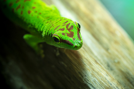 What? containing gecko, lizard, and animal, an Animal Photo by Screeny's Photo Bucket