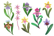 Crazy orchids. Vector patterns., a Pattern Graphic by Robusta (Thumbnail 14 of 17)