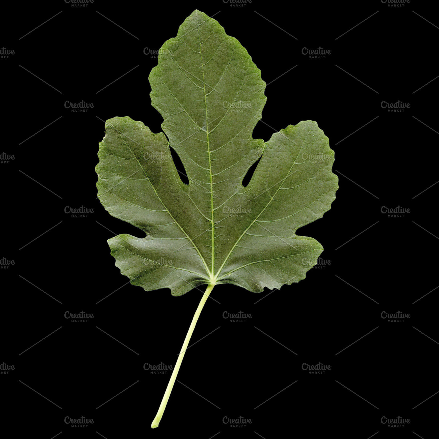Fig Leaf