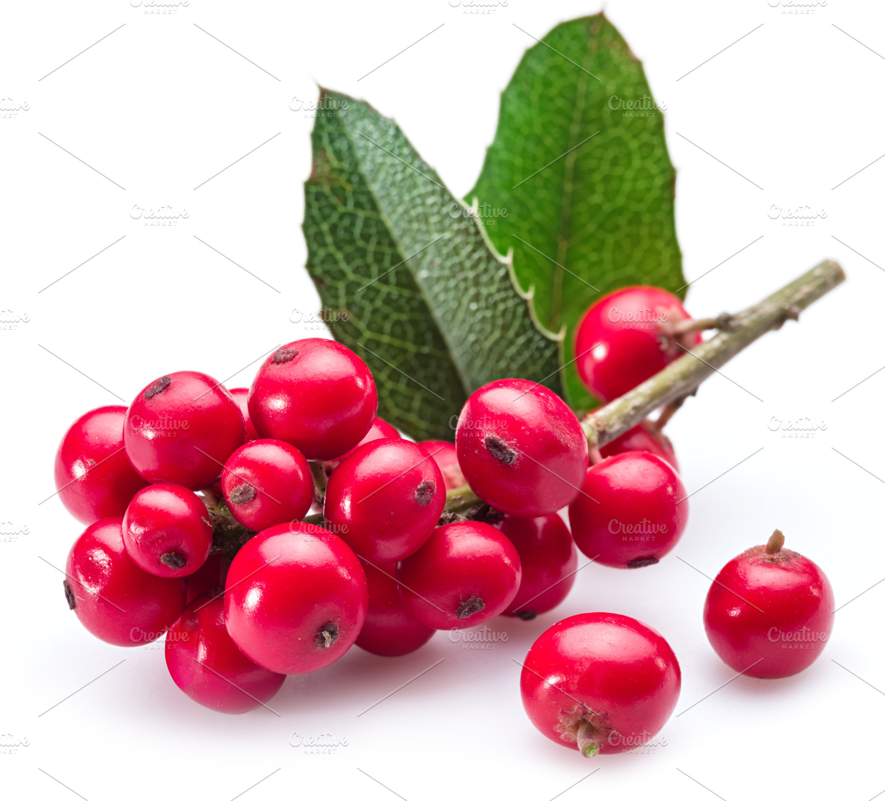 European Holly (Ilex) leaves and fruit on a white background., a Food & Drink Photo by Volff