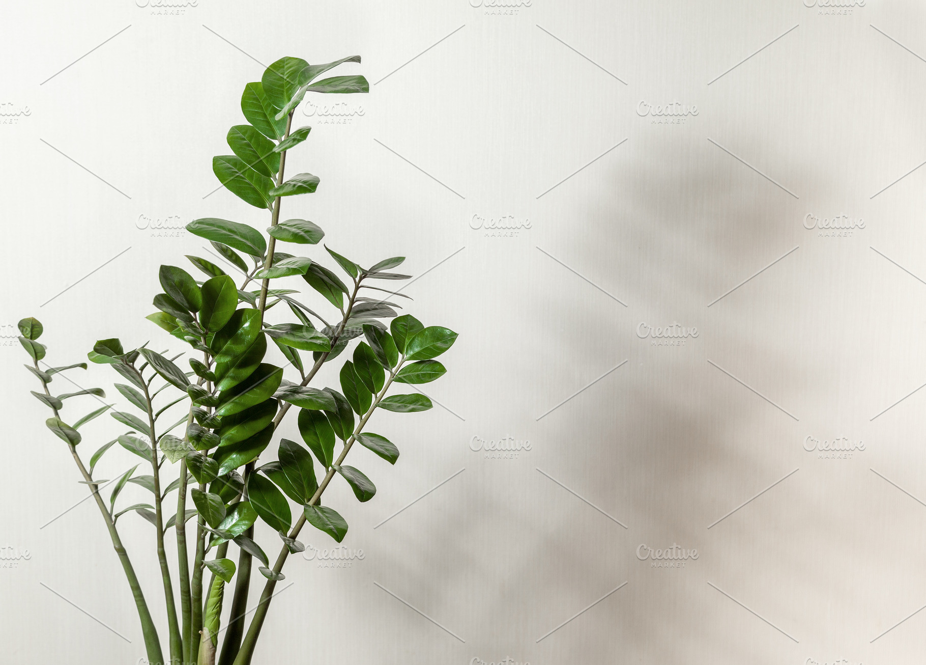 Houseplant  zamioculcas featuring plant, green, and home, a Nature Photo by natashamam
