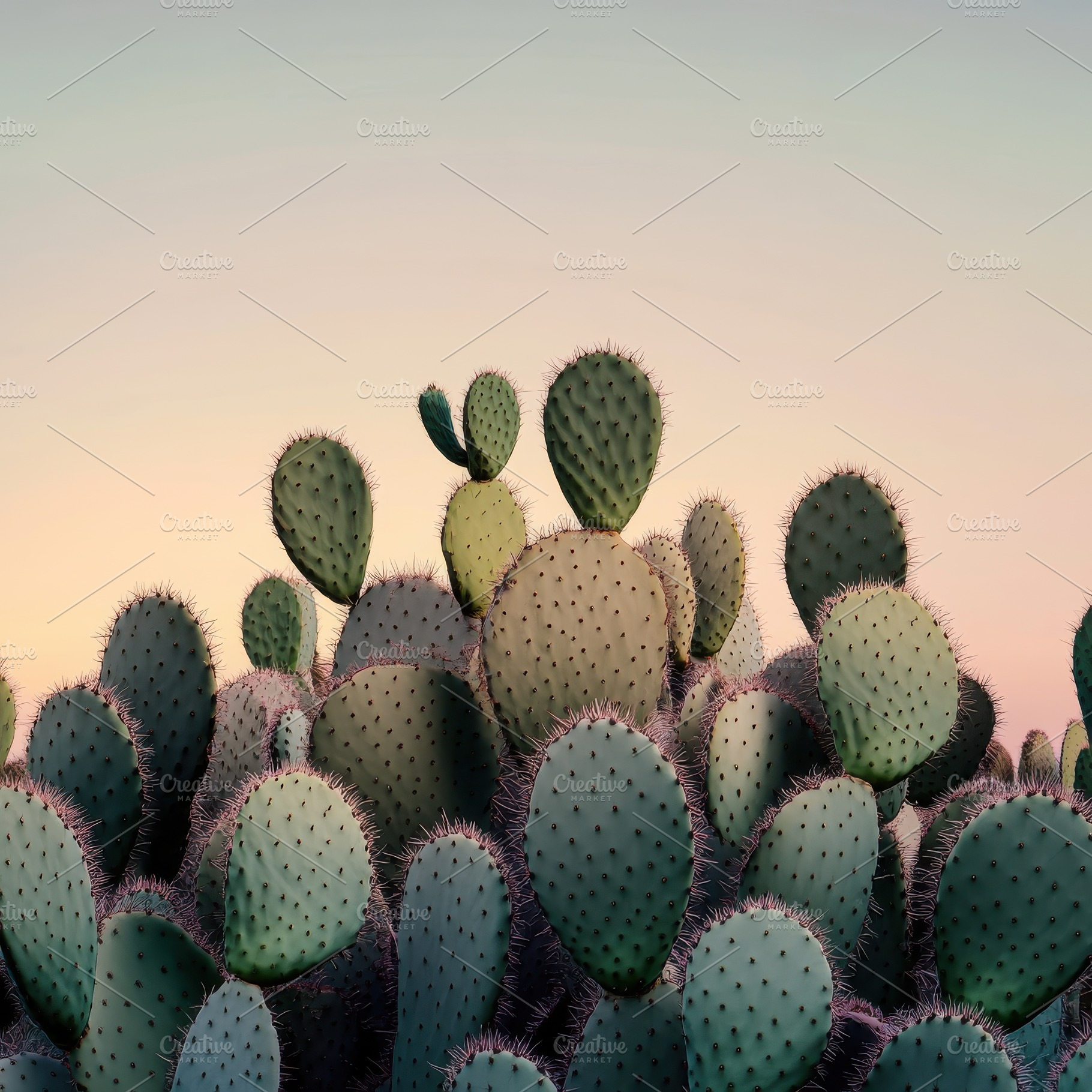 Minimalist Cacti Arrangement, a Nature Photo by Virgo Studio