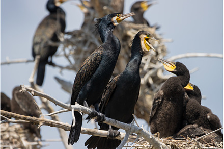 cormorant family basking in the sun, an Animal Photo by Pakosta