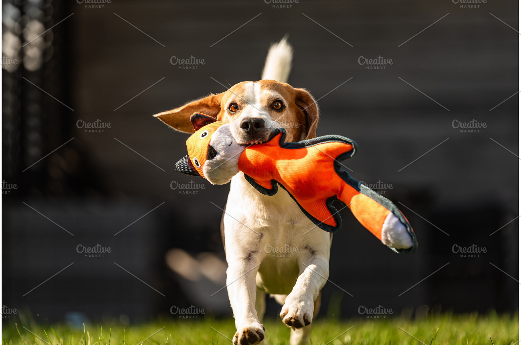 Beagle dog run with toy towards, an Animal Photo by MadPhotos