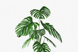 Monstera 05