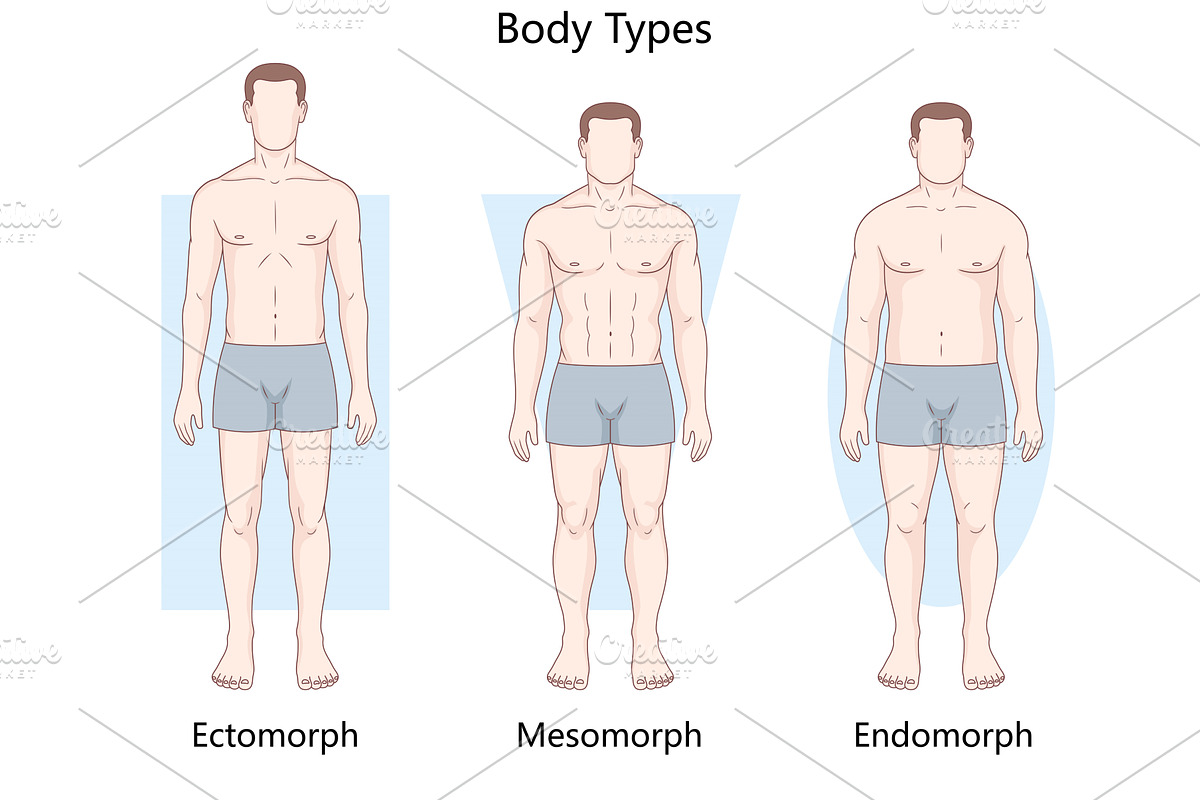 Male body types ectomorph mesomorph, a Healthcare Illustration by AlexArt