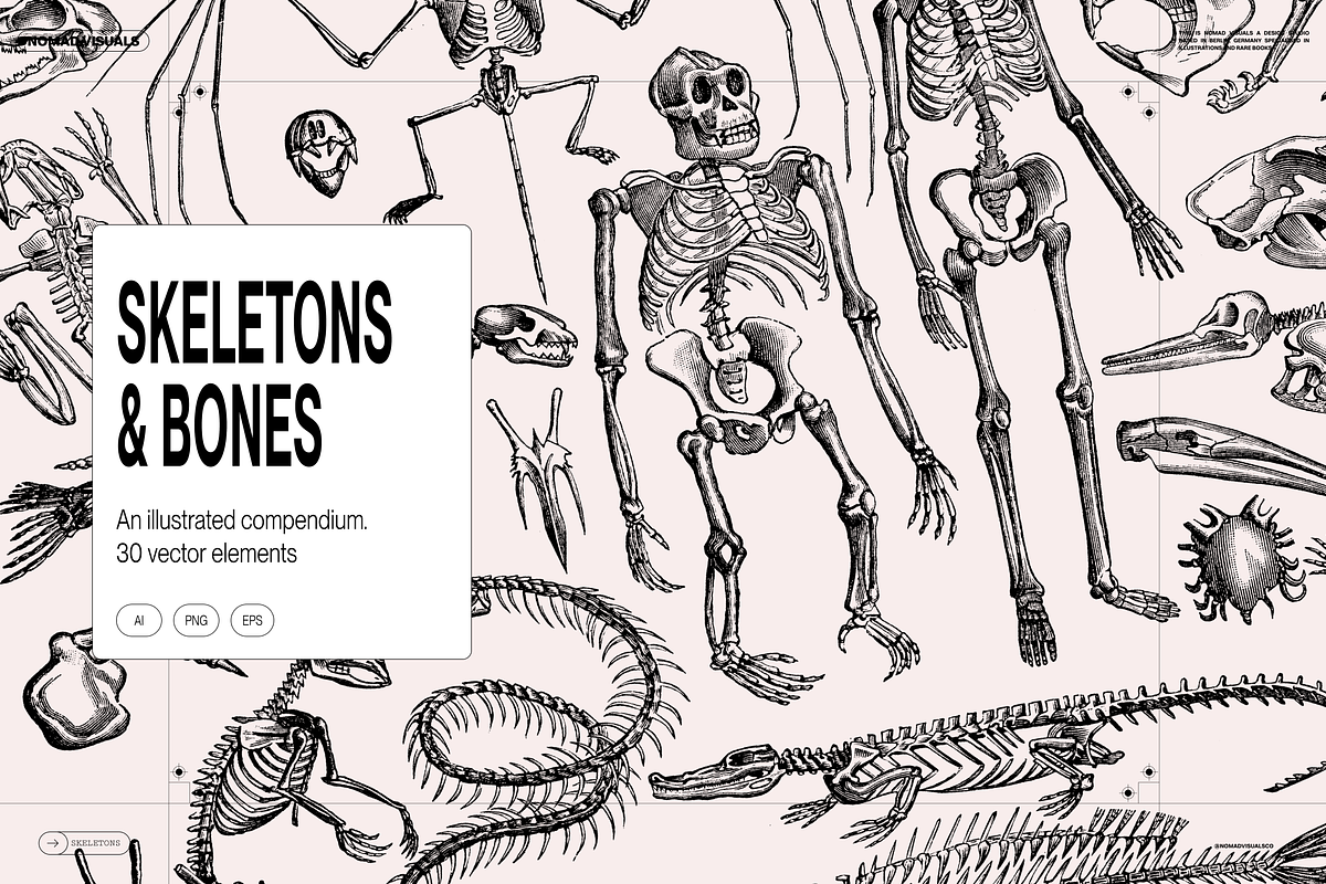 Skeletons & Bones, an Animal Illustration by Nomad Visuals (Photo 1 of 15)