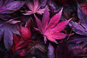 Bright autumn leaves fallen, a Photo by Beautiful things