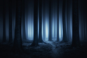 Lost in the forest