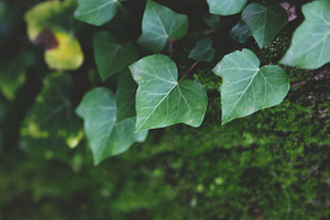 Green ivy containing ivy, green, and plant