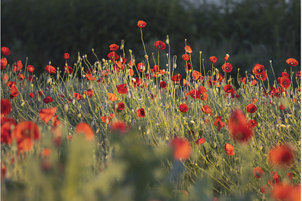 red poppy flowers, blooming field, a Nature Photo by Pakosta