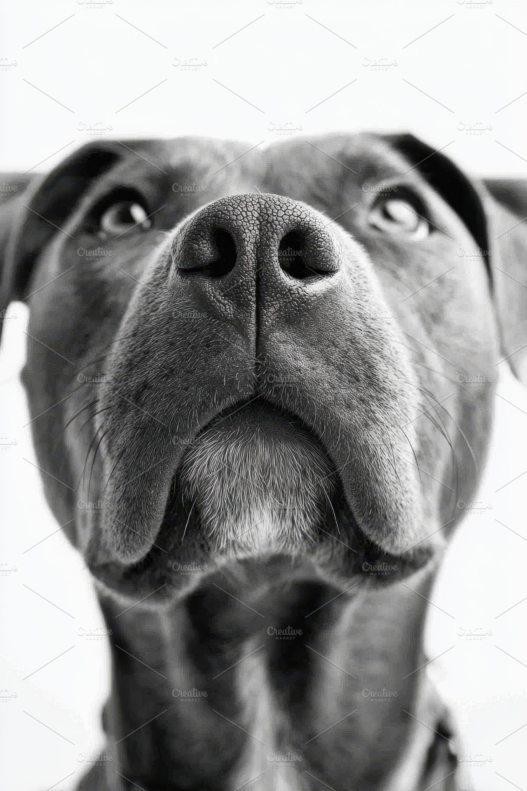 Close-up portrait of a dog, an Animal Photo by AlyaAnd